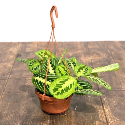 Maranta Lemon Lime | Prayer Plant - House of Kojo