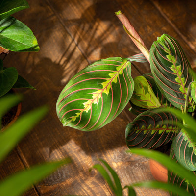 Maranta Leuconeura Fascinator | Prayer Plant - House of Kojo