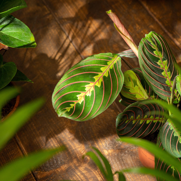 prayer plant fascinator Maranta Leuconeura Fascinator | Prayer Plant