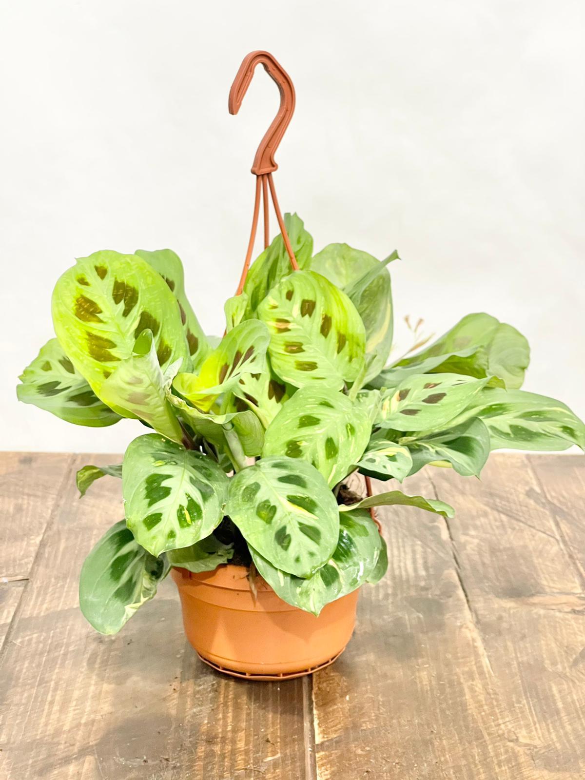 Maranta Leuconeura Kerchoveana Variegated