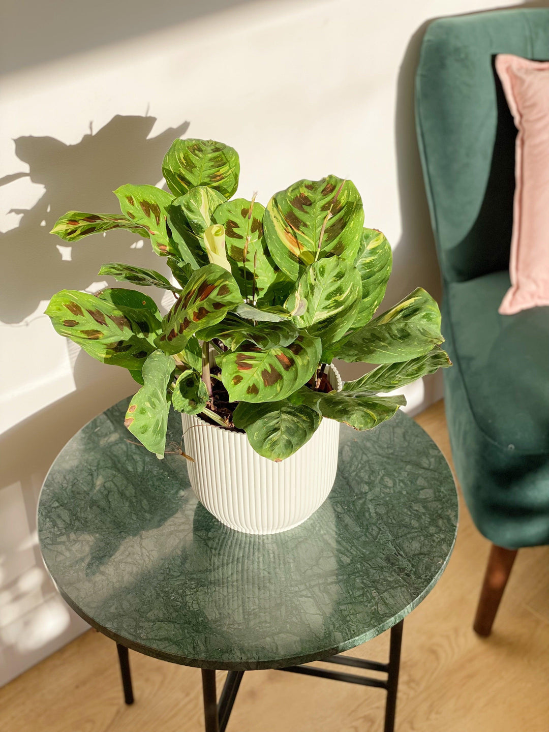variegated maranta prayer plant Maranta Leuconeura Kerchoveana Variegated