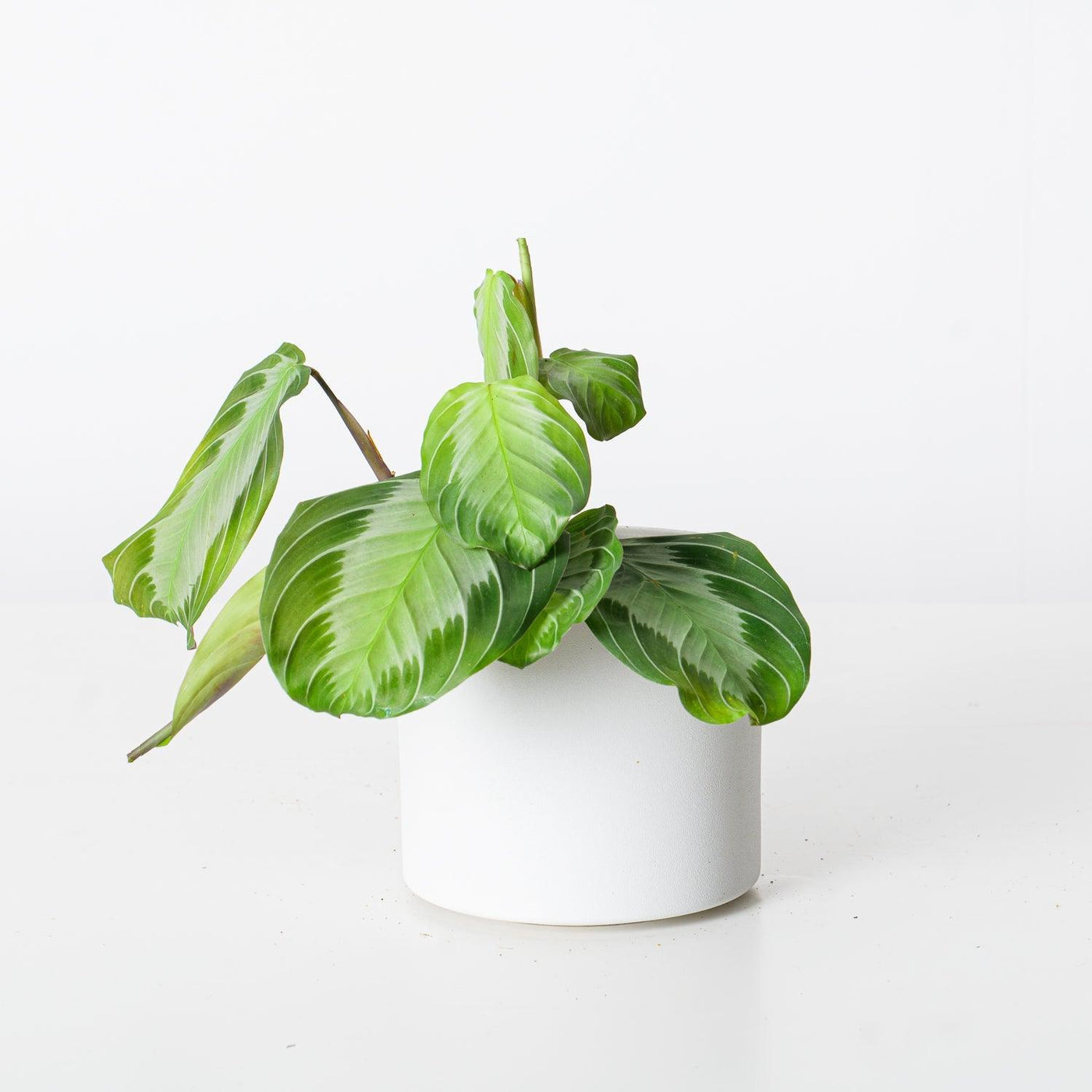 prayer plant silver band Maranta Silver Band | Prayer Plant
