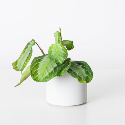 Maranta Silver Band | Prayer Plant - House of Kojo