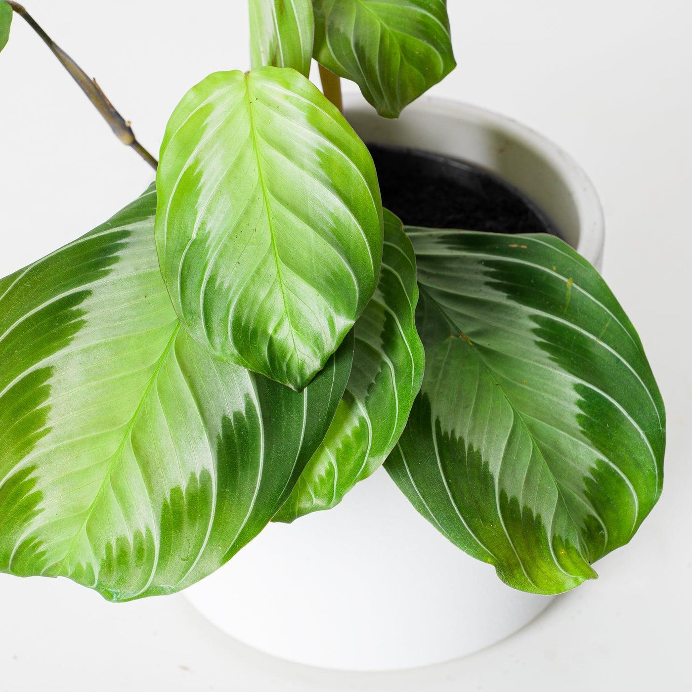 Maranta Silver Band | Prayer Plant - House of Kojo