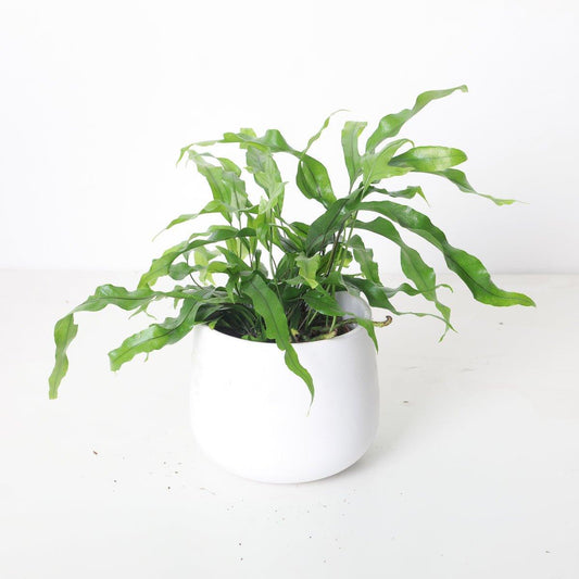 Microsorum diversifolium | Kangaroo Fern - House of Kojo