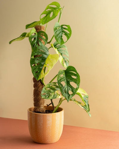 Monstera Adansonii Aurea Variegated - House of Kojo