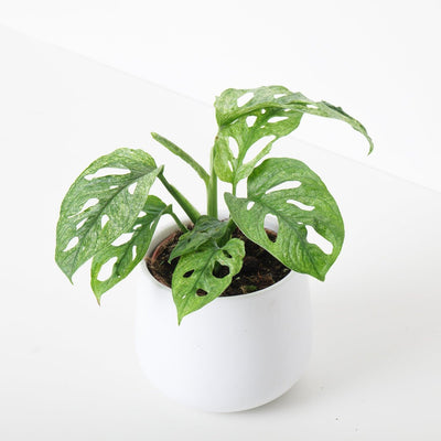 Monstera Adansonii 'European Mint' - House of Kojo