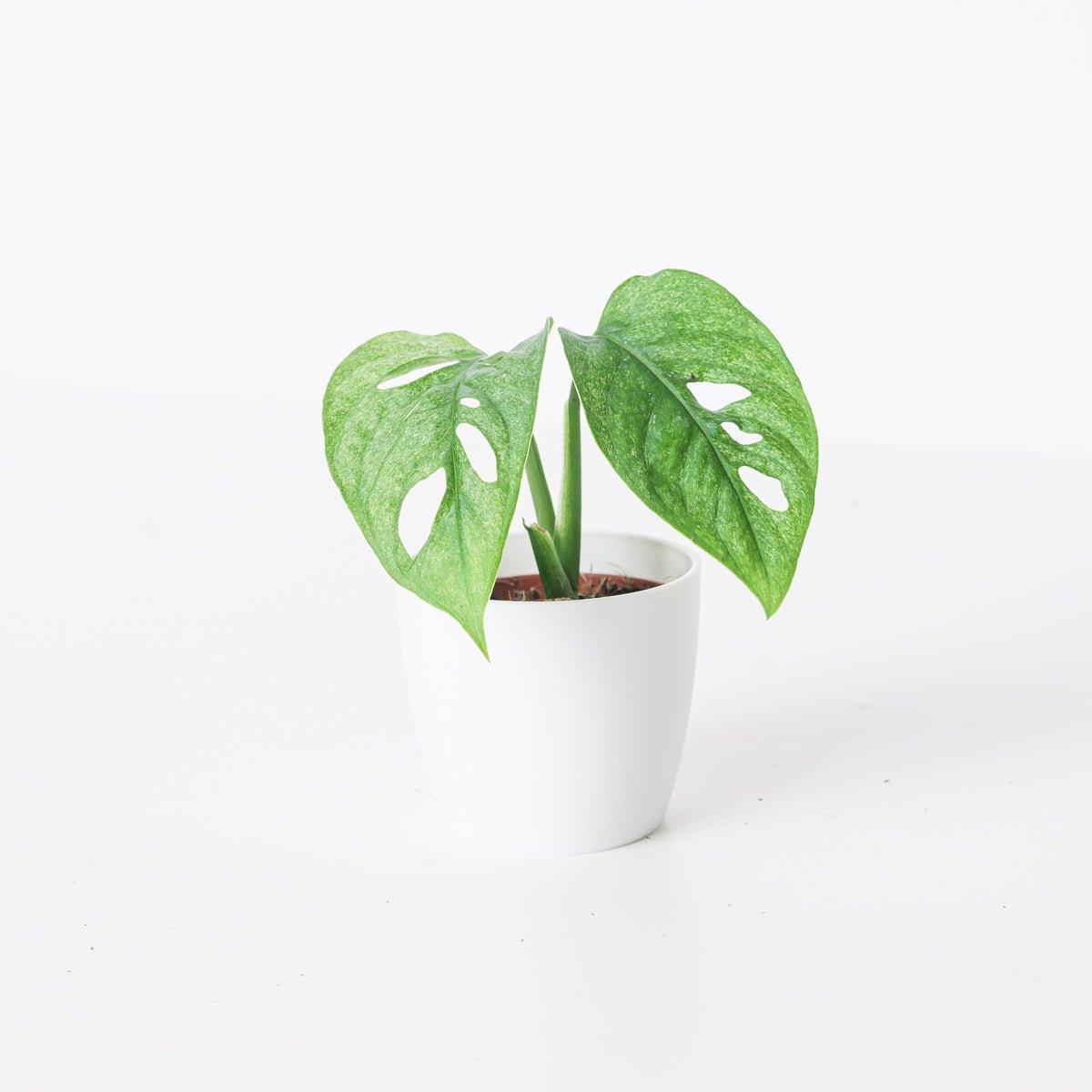 Monstera Adansonii 'European Mint' - House of Kojo