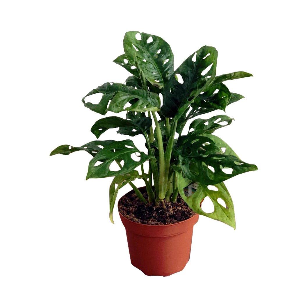 monstera monkey mask vs adansonii Monstera Adansonii | Monkey Mask