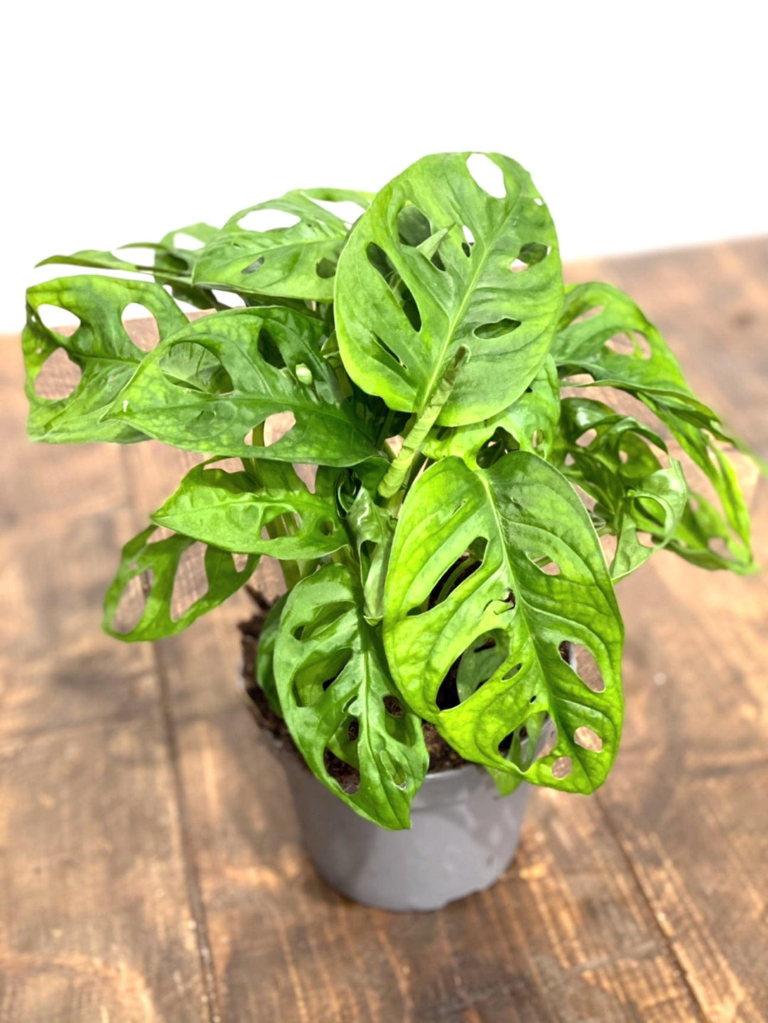 Monstera Adansonii | Monkey Mask | Indoor Plants and Accessories  House of  Kojo