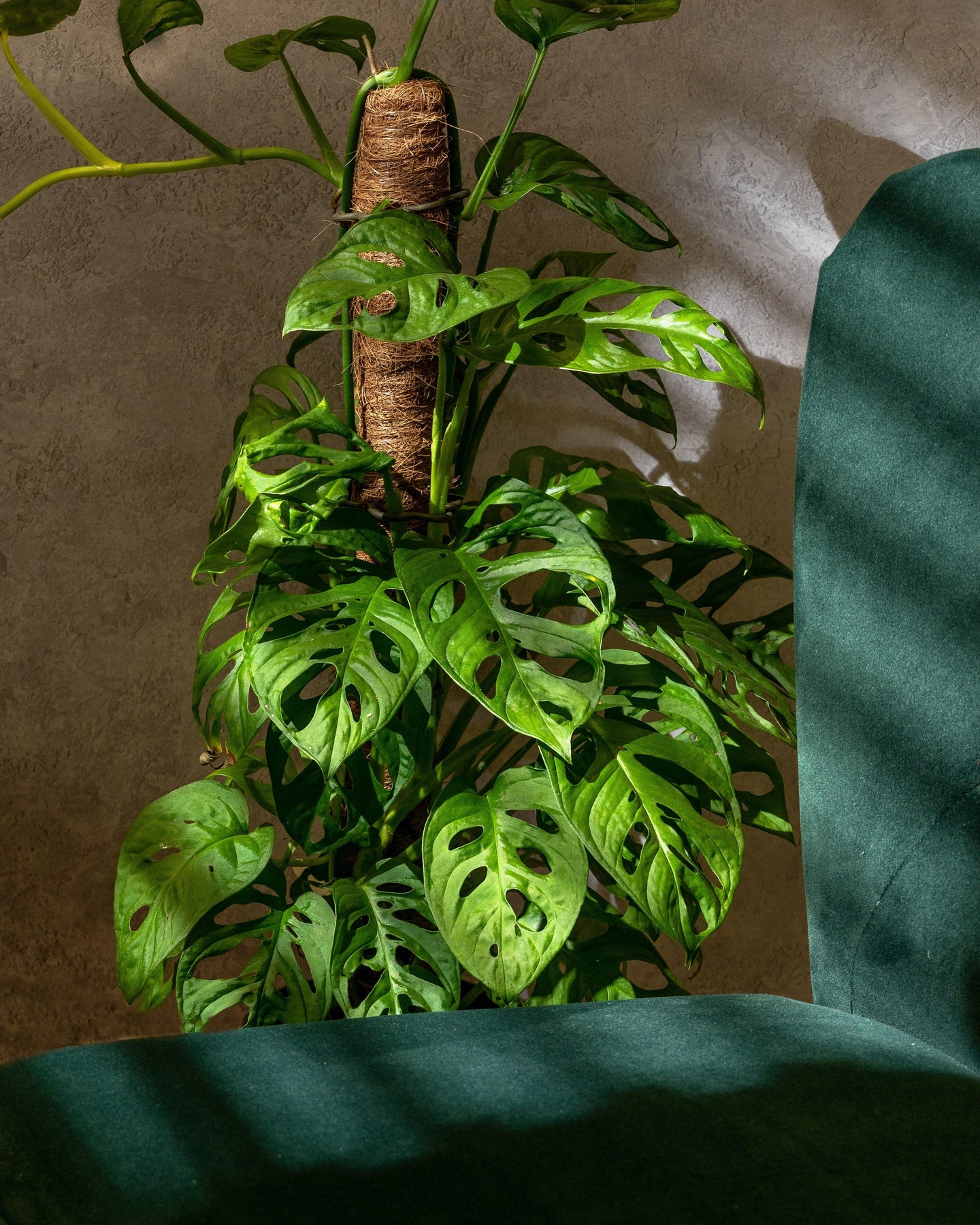 Monstera Adansonii | Monkey Mask | Indoor Plants and Accessories ...