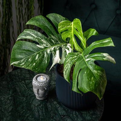 Monstera Deliciosa Albo Variegated - House of Kojo