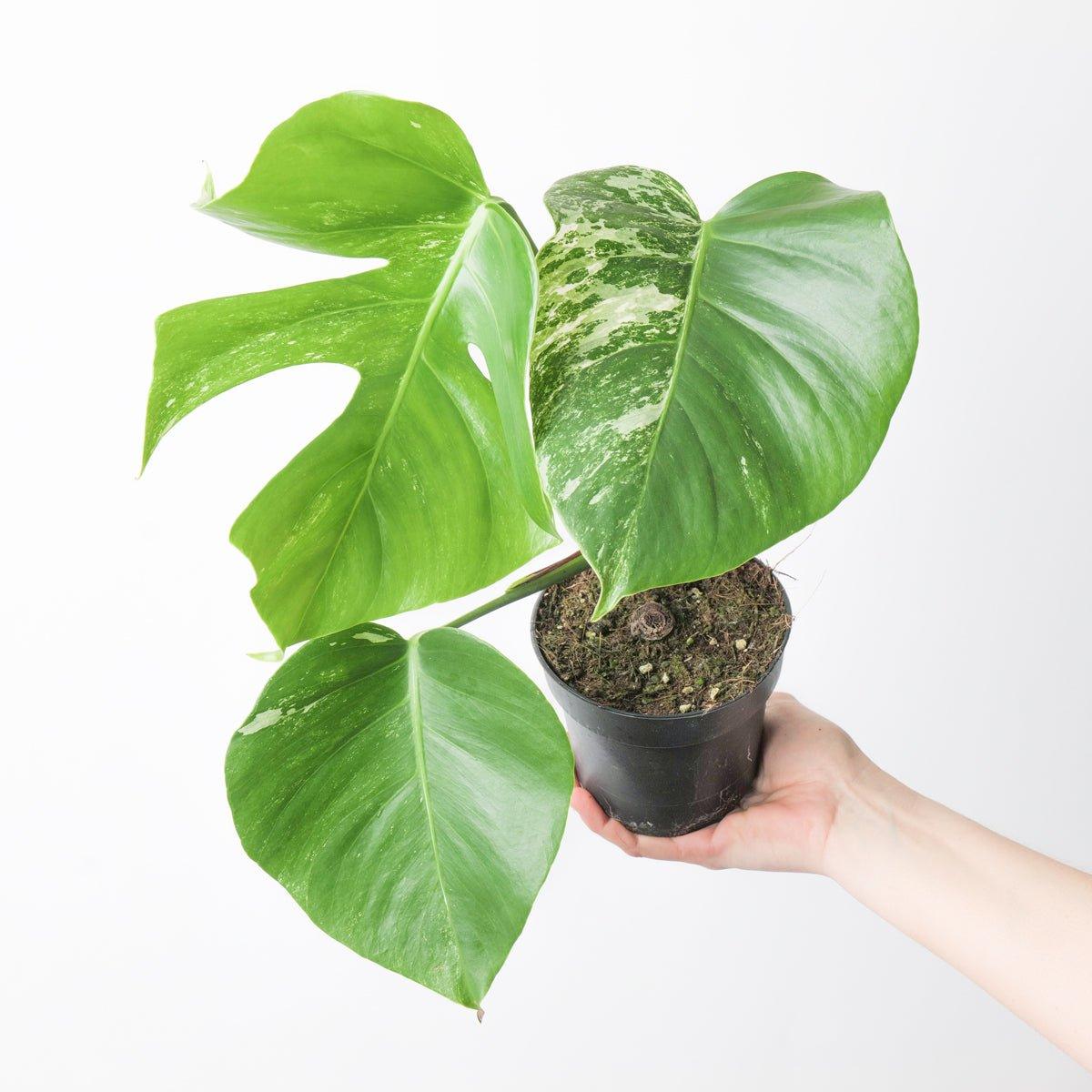 Monstera Deliciosa Albo Variegated - House of Kojo