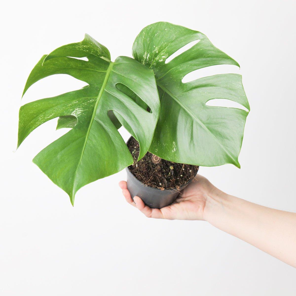 Monstera Deliciosa Albo Variegated - House of Kojo