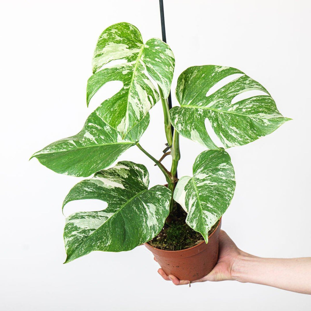 variegated monstera deliciosa for sale Monstera Deliciosa Albo Variegated