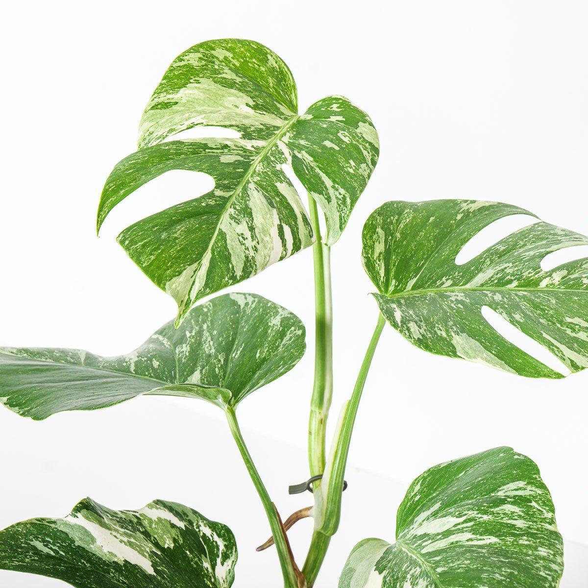 Monstera Deliciosa Albo Variegated - House of Kojo