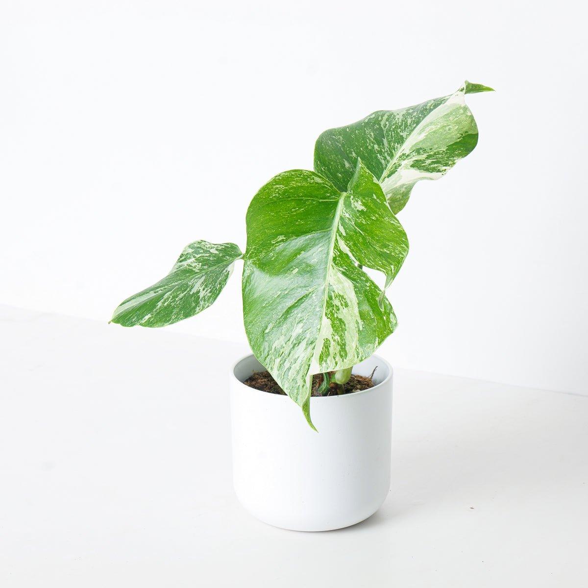 Monstera Deliciosa Albo Variegated - House of Kojo