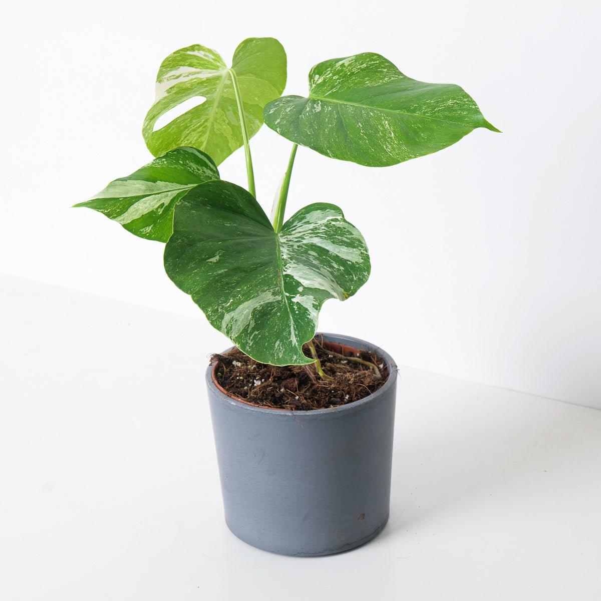 Monstera Deliciosa Albo Variegated - House of Kojo