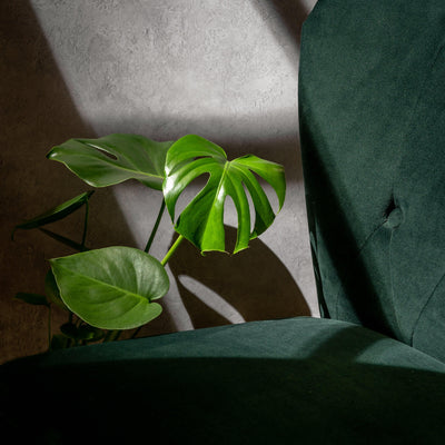 Monstera Deliciosa | Swiss Cheese Plant - House of Kojo