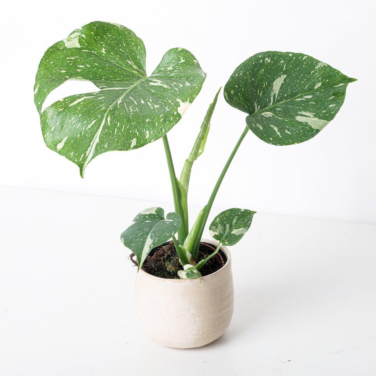 Monstera Deliciosa Thai Constellation - House of Kojo