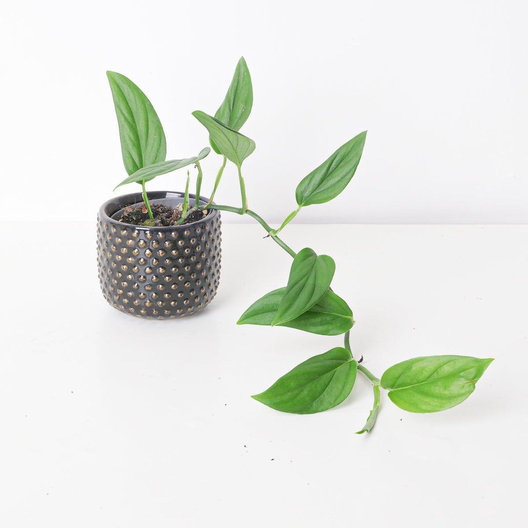 monstera dissecta Monstera Dissecta