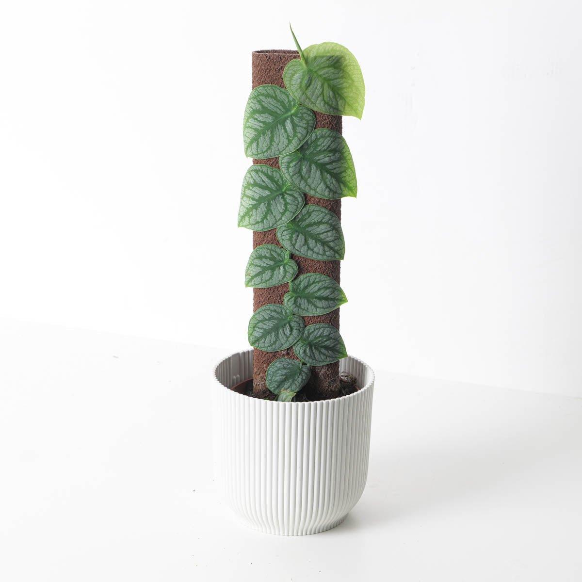 Monstera Dubia | Indoor Plants and Accessories – House of Kojo