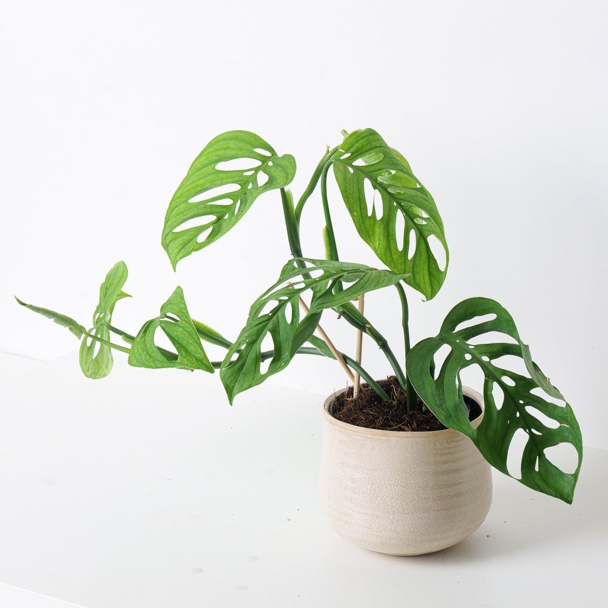 Monstera Esqueleto - House of Kojo