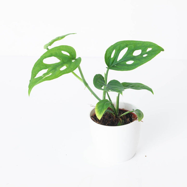 philodendron spiritus sanctus Philodendron spiritus sancti (Big Plant) Leaves 35/40 cm leaves (+ Lot main image 0