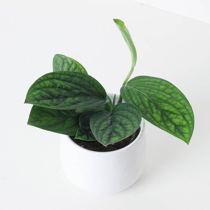 Monstera Karstenianum Peru | Marble Planet