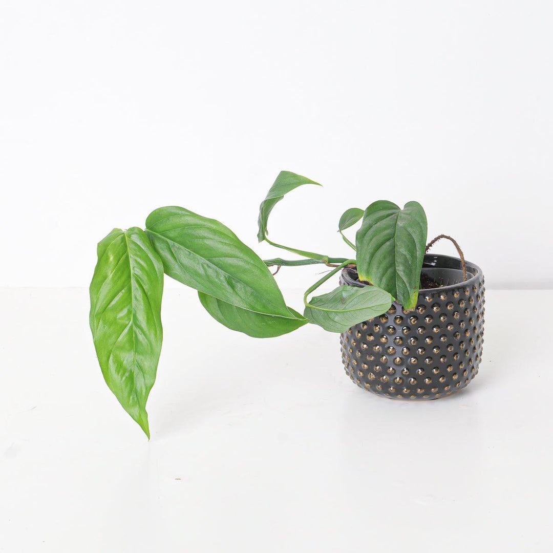 Monstera Obliqua Suriname