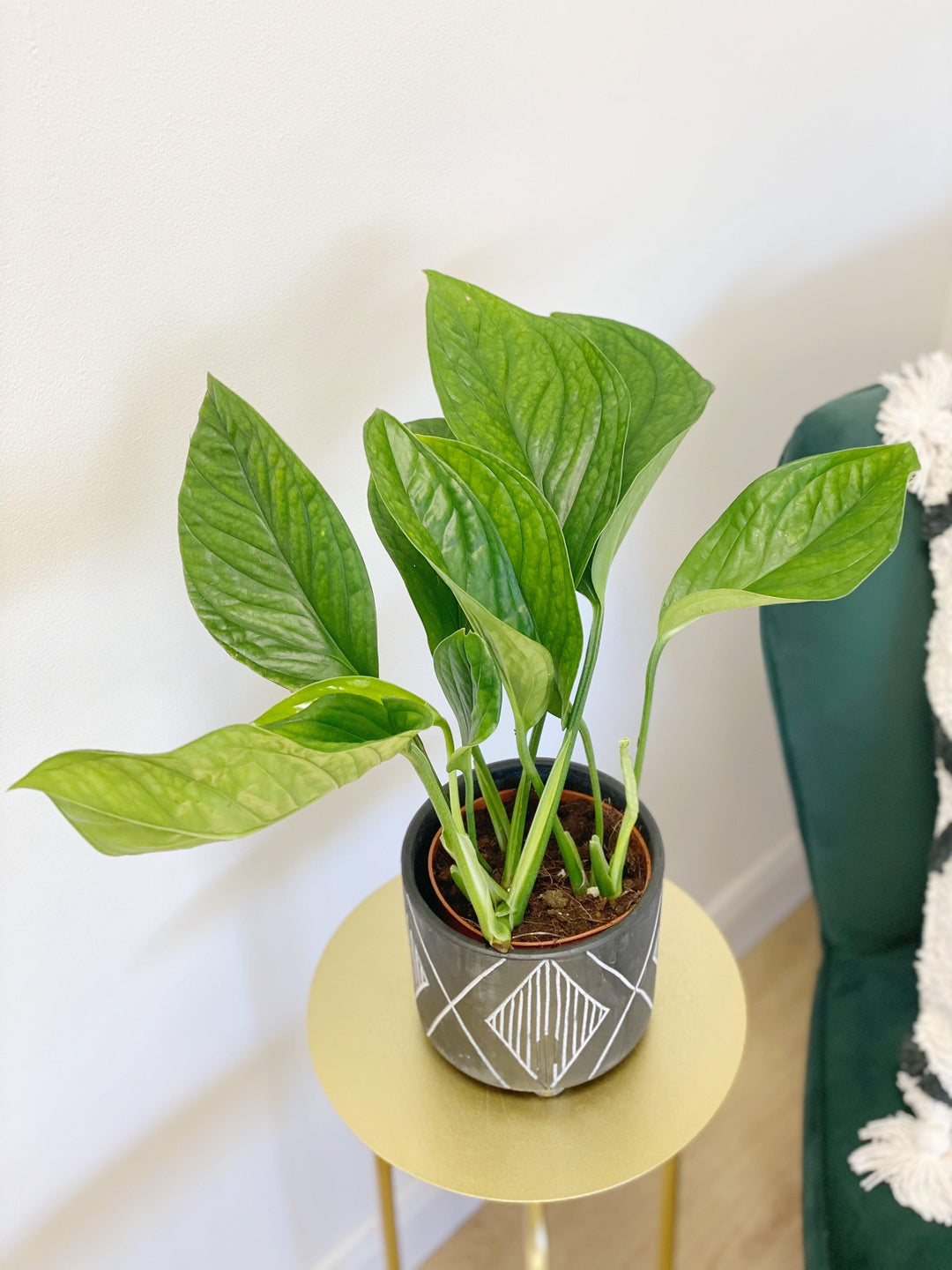 philodendron pinnatipartita Monstera Pinnatipartita