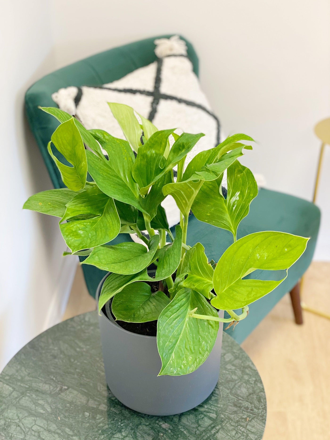 monstera pinnapartita Monstera Pinnatipartita