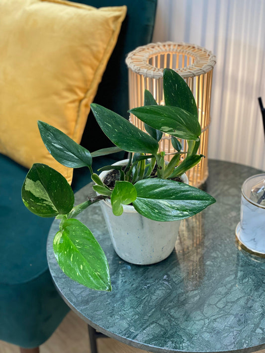 Monstera Standleyana - House of Kojo