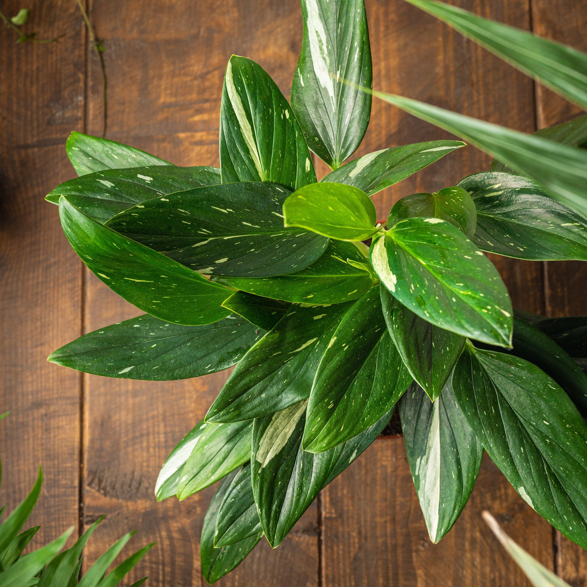 Monstera Standleyana - House of Kojo