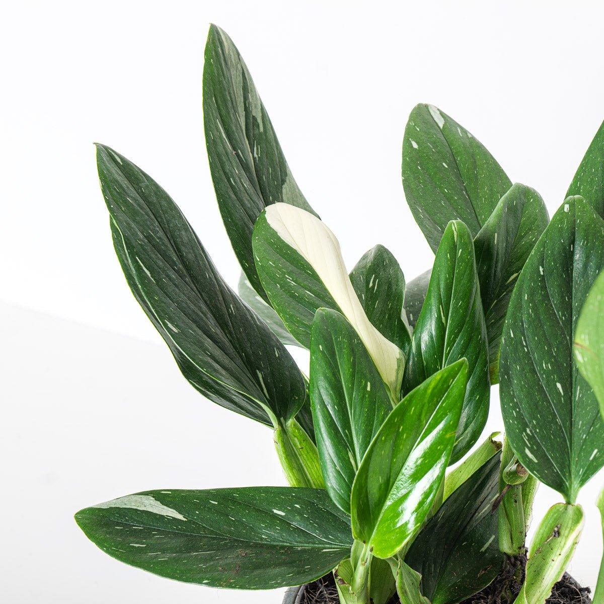 Monstera Standleyana - House of Kojo