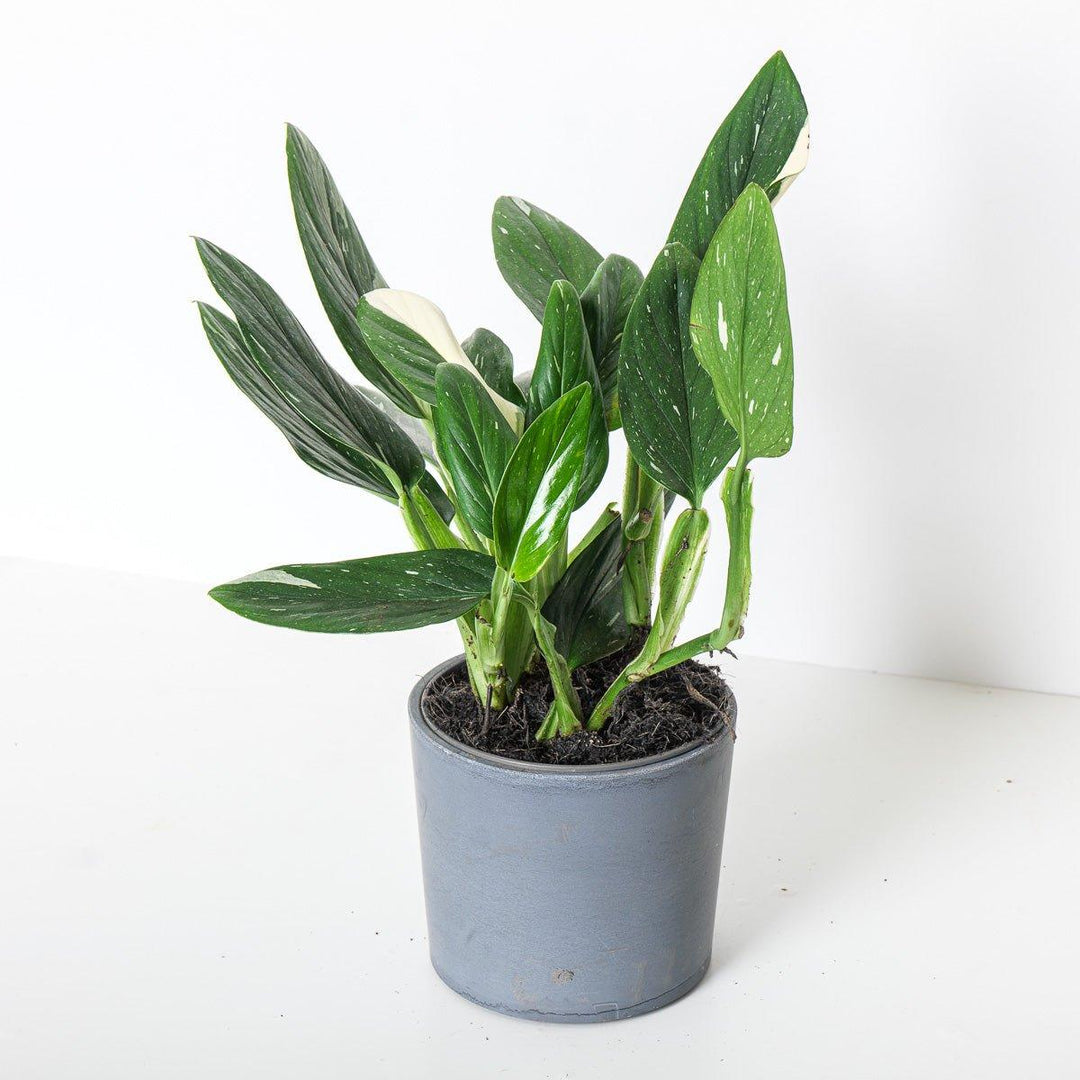 philodendron cobra variegated Monstera Standleyana
