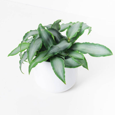 Murdannia Loriformis Bright Star 12cm - House of Kojo