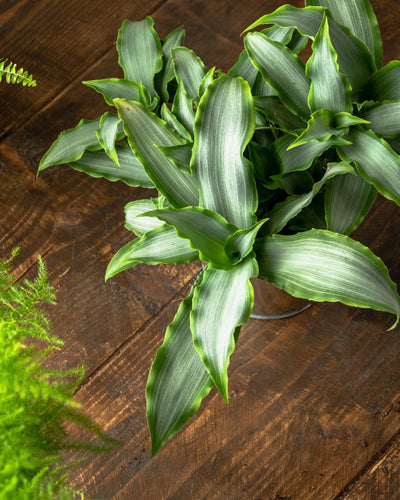 Murdannia Loriformis Bright Star 12cm - House of Kojo
