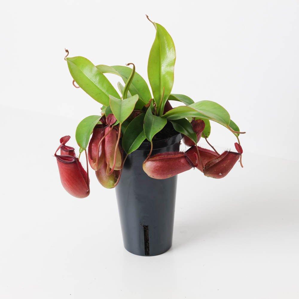 Nepenthes 'Bloody Mary' | Pitcher Plant | Monkey Jar Plant - House of Kojo