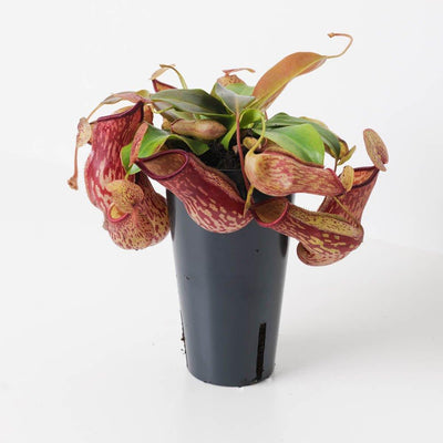 Nepenthes 'Gaya' | Monkey Jar Plant | Pitcher Plant - House of Kojo