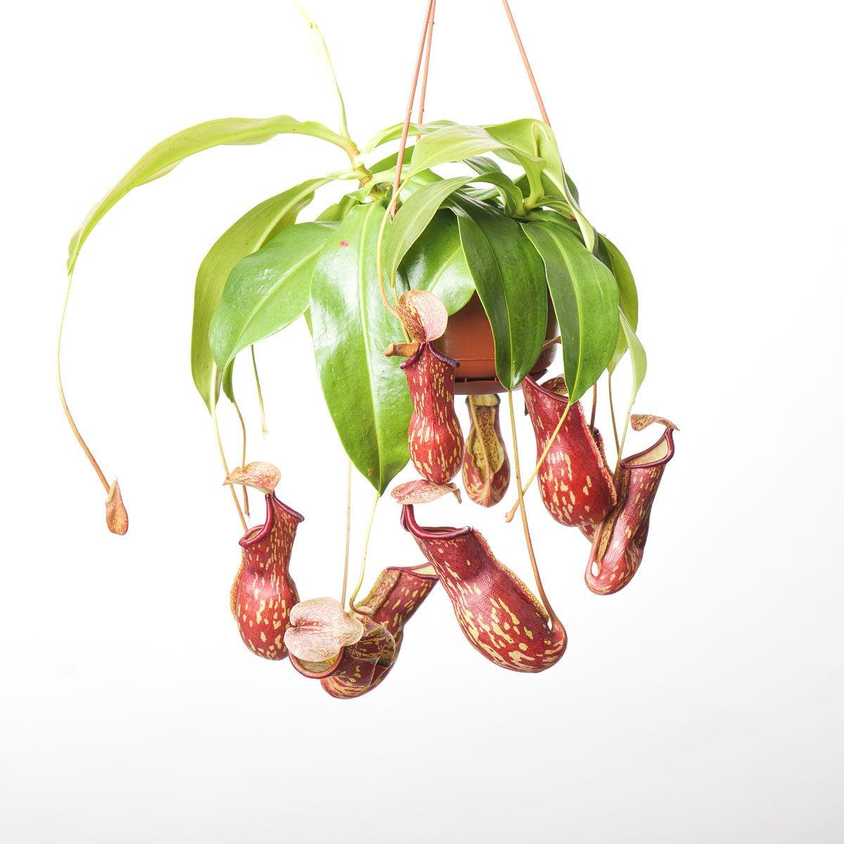 Nepenthes 'Gaya' | Monkey Jar Plant | Pitcher Plant - House of Kojo