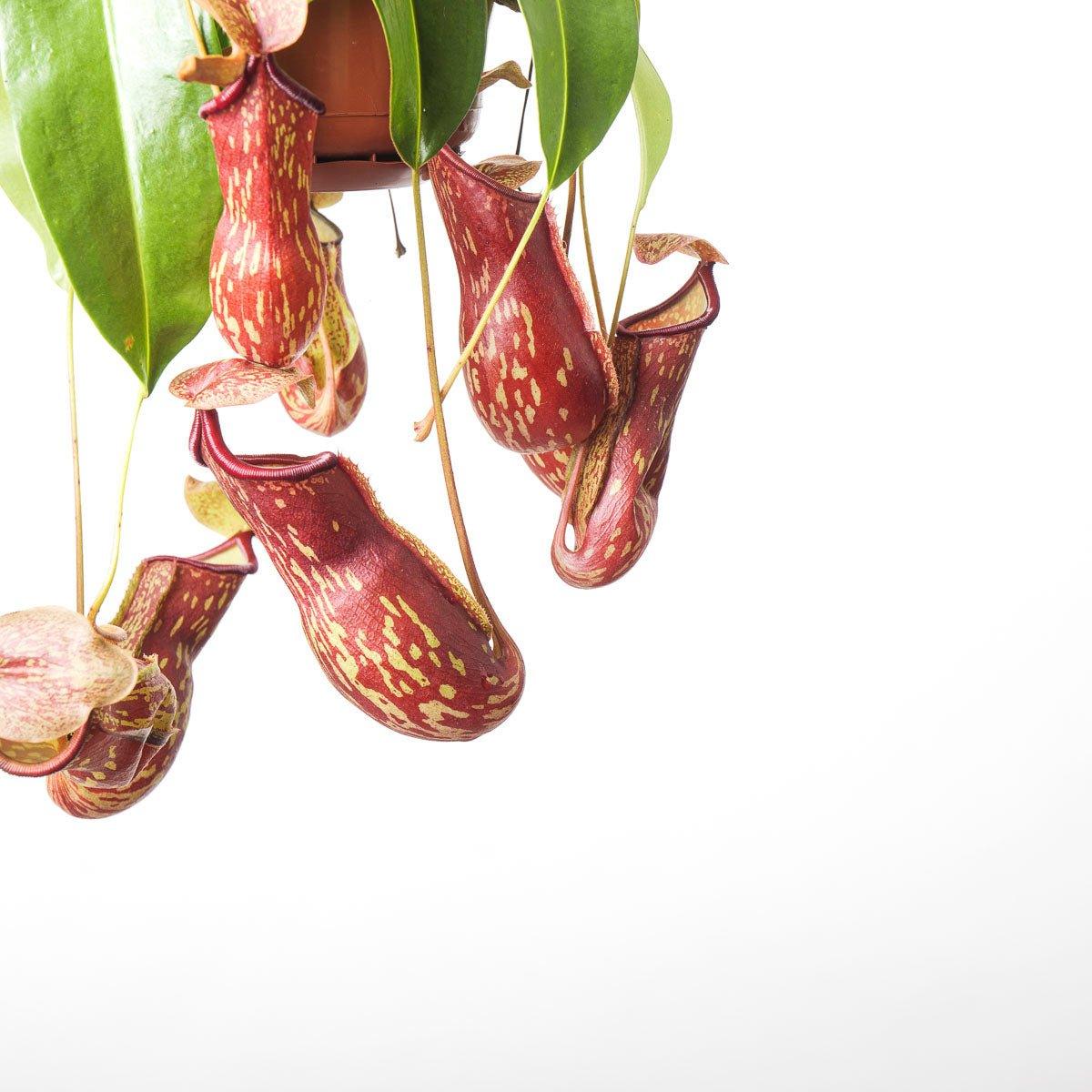 Nepenthes 'Gaya' | Monkey Jar Plant | Pitcher Plant - House of Kojo