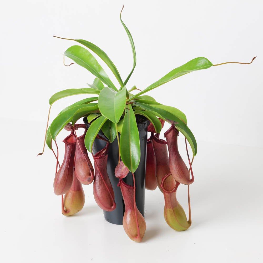 Nepenthes x ventrata | Monkey Jar Plant | Pitcher Plant | Indoor Plants ...
