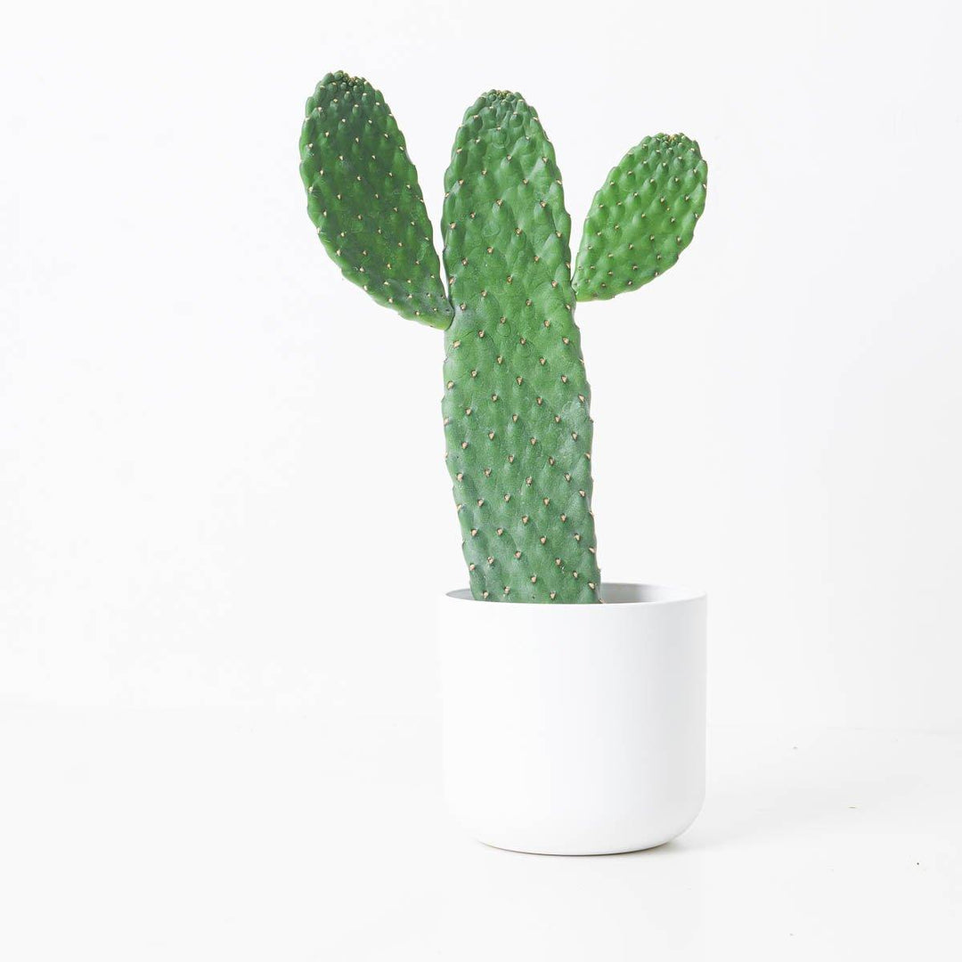 Opuntia consolea | Roadkill Cactus | Indoor Plants and Accessories  House  of Kojo