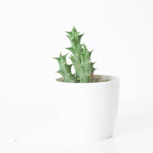Orbea variegata - House of Kojo