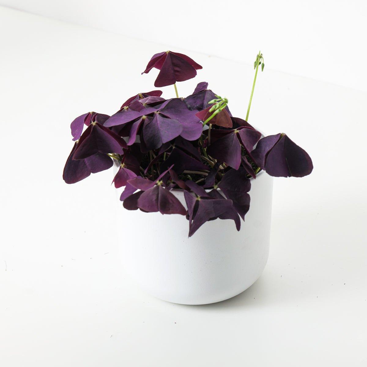 Oxalis Triangularis 'Mijke' | Purple Shamrock - House of Kojo