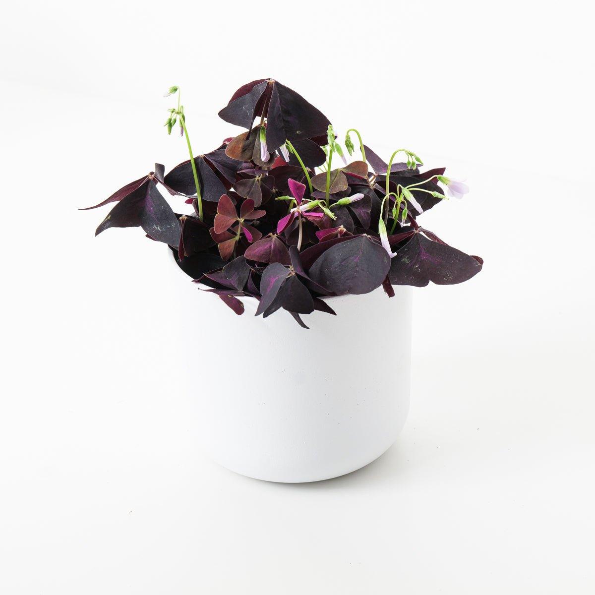 Oxalis Triangularis | Purple Shamrock - House of Kojo