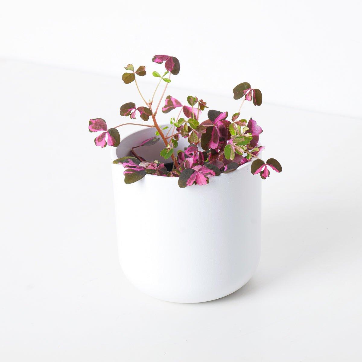 Oxalis 'Vulcan Pink' - House of Kojo