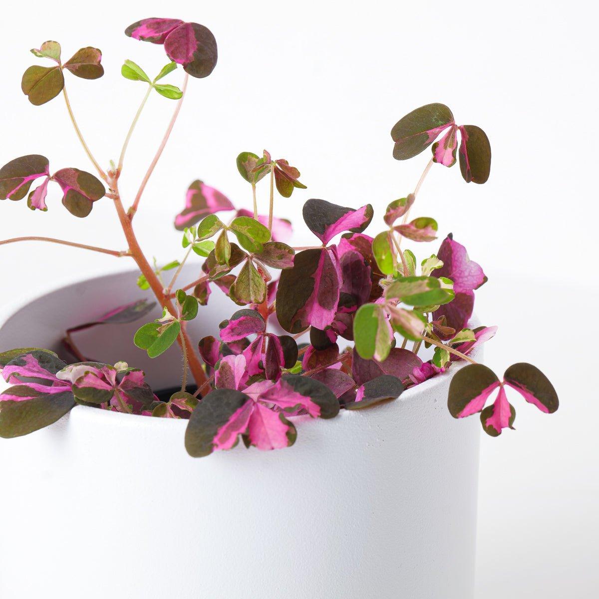 Oxalis 'Vulcan Pink' - House of Kojo