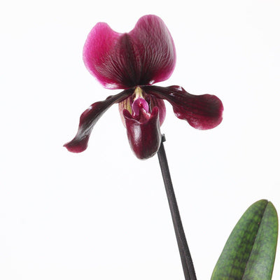 Paphiopedilum 'Black Jack' - House of Kojo